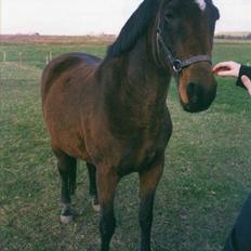 Dansk Varmblod Ginger Emma ~EFTERLYSES~