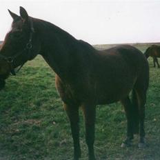 Dansk Varmblod Ginger Emma ~EFTERLYSES~