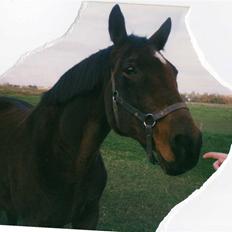 Dansk Varmblod Ginger Emma ~EFTERLYSES~