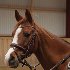 Hollandsk Sportspony Calypso SOLGT