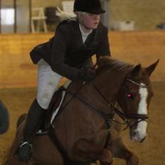 Hollandsk Sportspony Calypso SOLGT