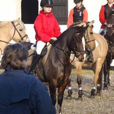 New Forest Vognmandgaardens Finish