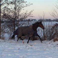 Traver El Santos [Himmelhest] 