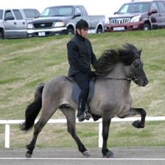 Islænder Sjóður frá Galtastöðum
