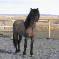 Islænder Sjóður frá Galtastöðum