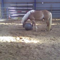 Haflinger Anders Lindegaard HINGST R.I.P