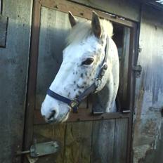 Knabstrupper  La`Bravo * solgt *