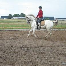 Knabstrupper  La`Bravo * solgt *