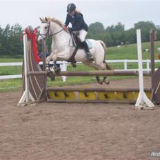 Knabstrupper  La`Bravo * solgt *