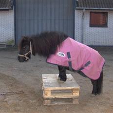 Shetlænder : • Stjernens Tilde •