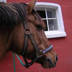 Anden særlig race Bonnie - solgt