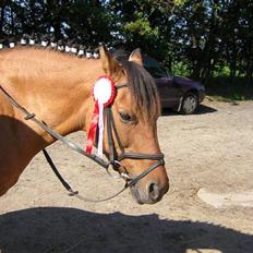 Anden særlig race Bonnie - solgt