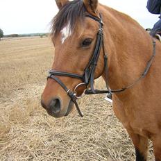 Anden særlig race Bonnie - solgt