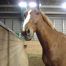 Dansk Varmblod Lucky Z. (SOLGT)