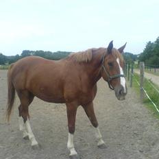 Dansk Varmblod Lucky Z. (SOLGT)