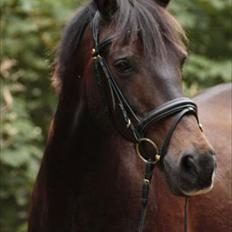 Anden særlig race Bakkelys Felur *Solgt*