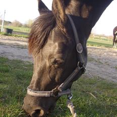 Anden særlig race Litus