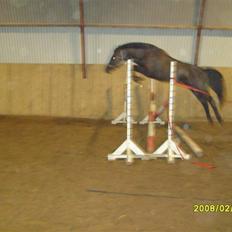 Anden særlig race Litus