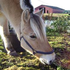 Fjordhest Rasmus    ¤død¤
