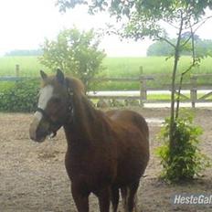 Welsh Mountain (sec A) Bubbly Bubber (soglt)