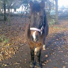Anden særlig race Prins-SOLGT-2008 !