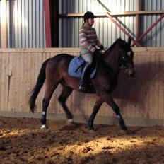 Dansk Varmblod Ledets Athos (aflivet)