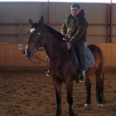 Dansk Varmblod Ledets Athos (aflivet)