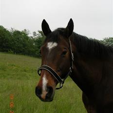 Dansk Varmblod Ledets Athos (aflivet)