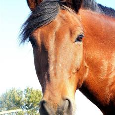 Anden særlig race Cheval Solgt