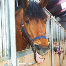 Anden særlig race Cheval Solgt