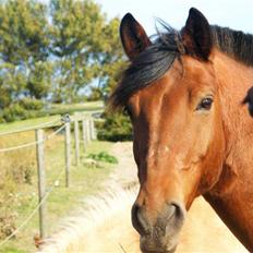 Anden særlig race Cheval Solgt