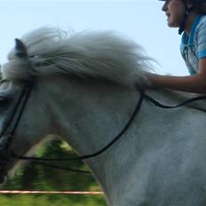 Islænder sindri fra gl.ladegård