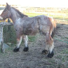 Belgier Rasmus *Solgt*