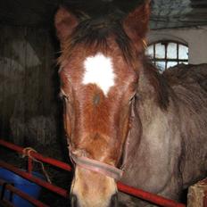 Belgier Rasmus *Solgt*