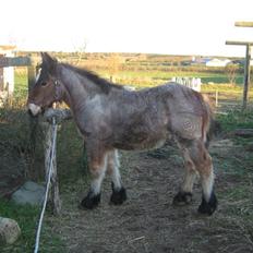 Belgier Rasmus *Solgt*