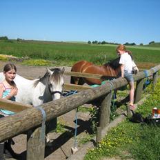 Welsh Pony (sec B) Gribsvads Nisa