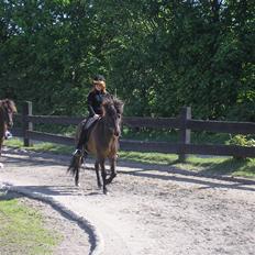 Islænder Flugandi frá Meldgaard