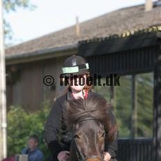 Islænder Flugandi frá Meldgaard