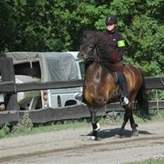 Islænder Flugandi frá Meldgaard