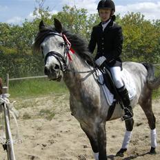 Sportsaraber (A) Silvado