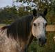 Arabisk fuldblod (OX) ¨"*¤§~Zaruna~§¤*"¨ 