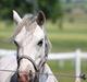 Welsh Mountain (sec A) Fjordglimt Miss Corona