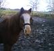 Welsh Mountain (sec A) Bubbly Bubber (soglt)