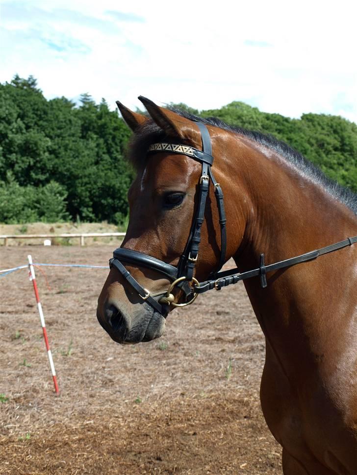 New Forest Ganymedes Dyrekjær - d.14 juni 2008. min smukke gany :o) billede 7