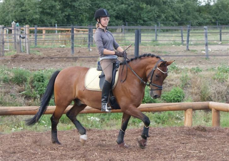 New Forest Ganymedes Dyrekjær - min :D træning d. 2 aug :D  billede 8