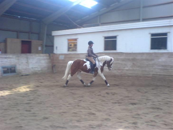 Anden særlig race Cato-Boy  - 2| D. 22/3-08: Genoptræning i hallen. Foto: Mor. Se fotoalbum for flere billeder fra denne dag. billede 2