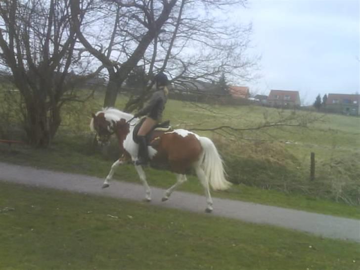 Anden særlig race Cato-Boy  - 3| D. 3/4-08: Red en lille tur i Bækdalen (må ikke ride lange ture pga. genoptræning). Foto: Mor. Se fotoalbum for flere billeder fra denne dag. billede 3
