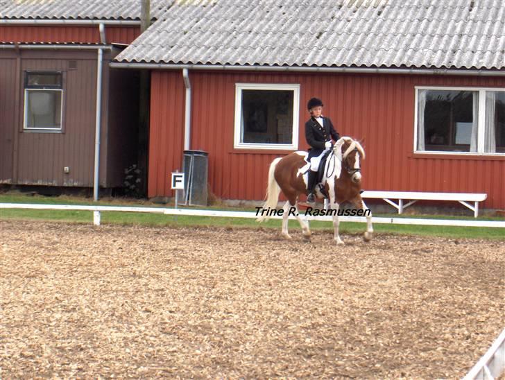 Anden særlig race Cato-Boy  - 4| D. 25/8-07. KRT billede 4