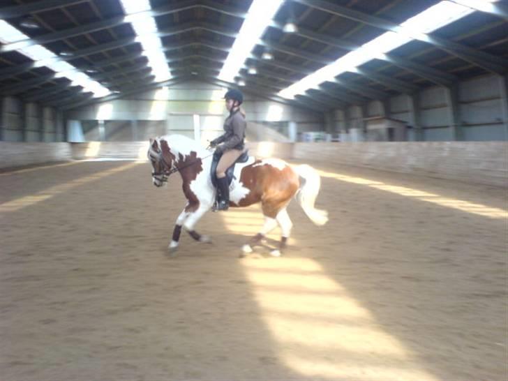 Anden særlig race Cato-Boy  - 5| D. 22/3-08: Genoptræning i hallen. Foto: Mor. Se fotoalbum for flere billeder fra denne dag. billede 5