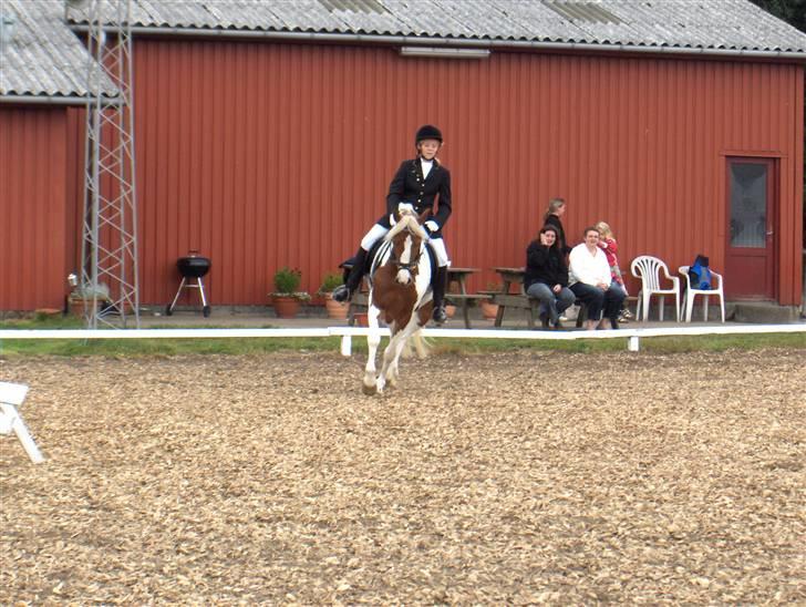 Anden særlig race Cato-Boy  - 6| D. 25/8-07. Indridning til LB1 ell. LB2 i KRT billede 6